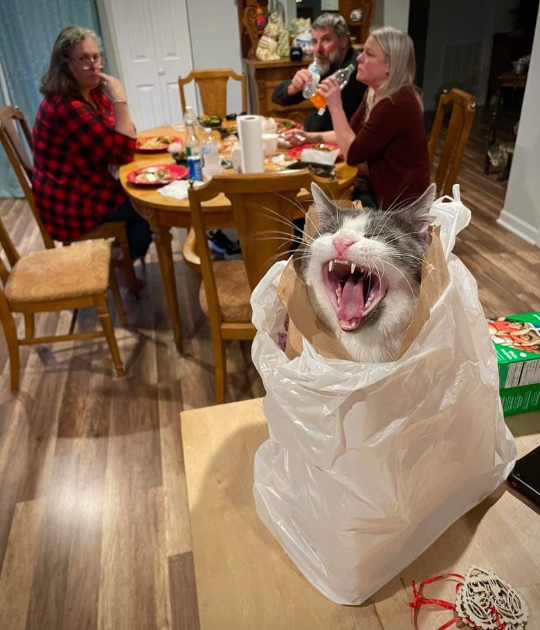 cat yawning in takeout paper bag while their family has dinner.