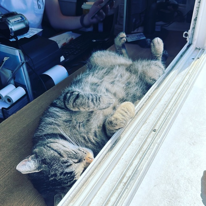 Cat sleeping in ticket window at tourist attraction.
