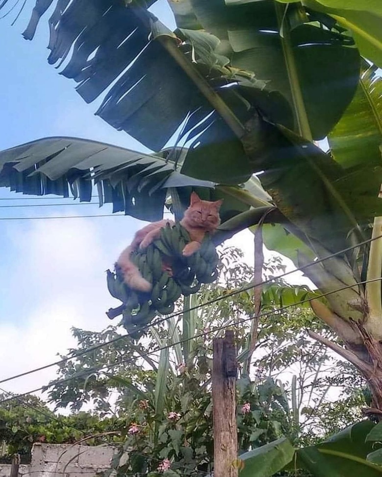 cat sleeping in banana tree.