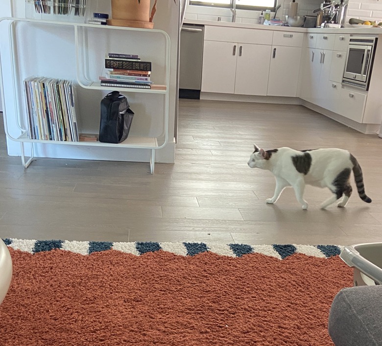 random cat strolls into woman's apartment like they own the joint.