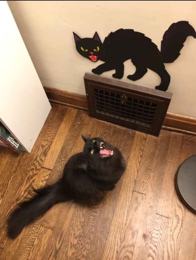yawning black cat poses in front of black cat decoration.