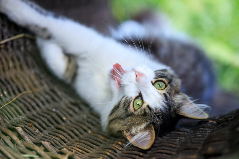 yawning cat lies in a wicker basket outdoors