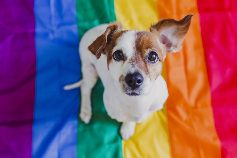 Cute dog jack russell sitting on rainbow LGBT flag in bedroom. Pride month celebrate and World peace concept