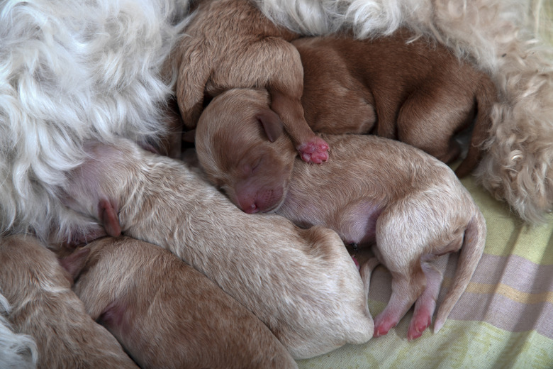 Newborn puppies sleeping next to their mother