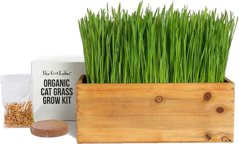 The Cat Ladies Cat Grass Kit & Decorative Wood Planter
