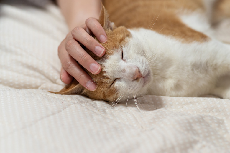 stroke the cat