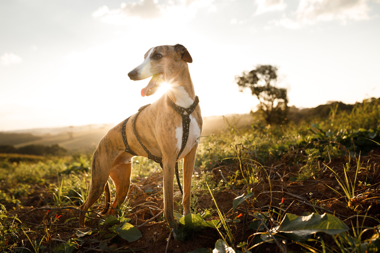Portrait of smiling Whippet in a field