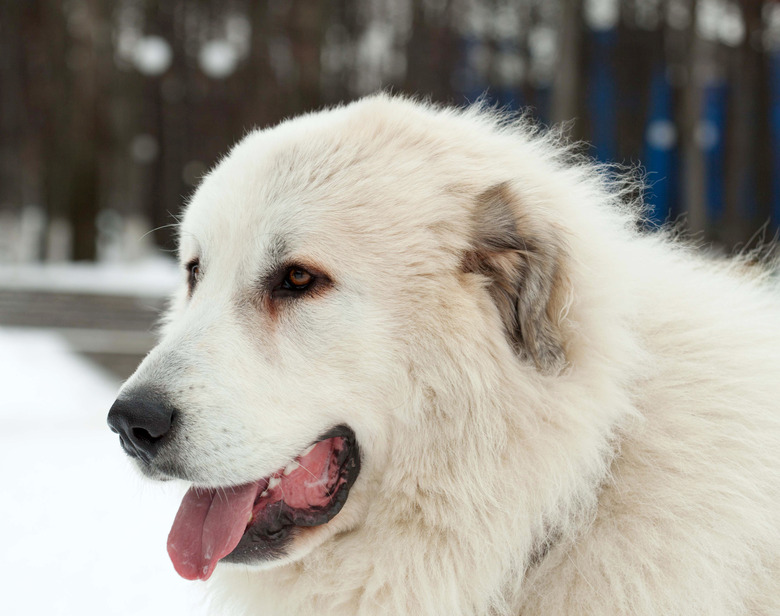 Pyrenean Mastiff Dog Breed Facts & Information