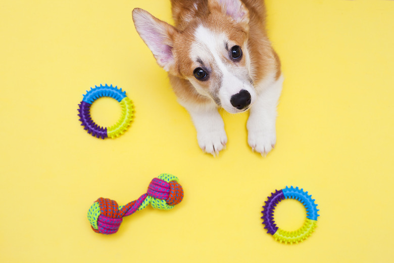 Concept pet care