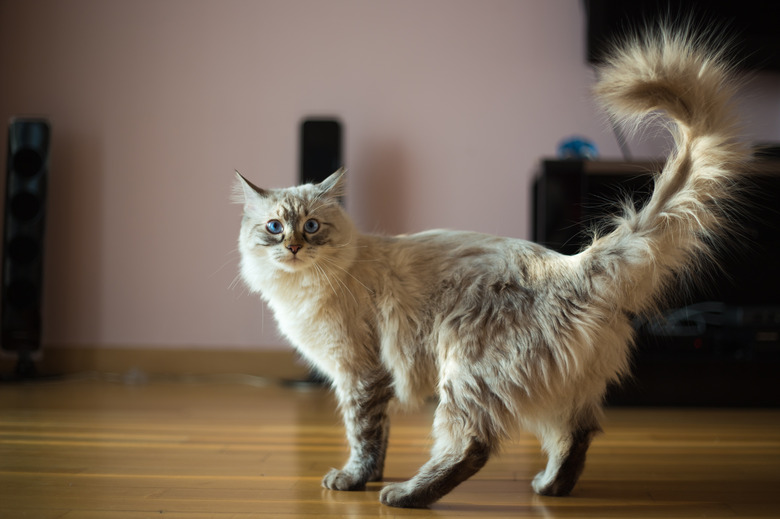 Ragdoll cat walking on a hardwood floor.