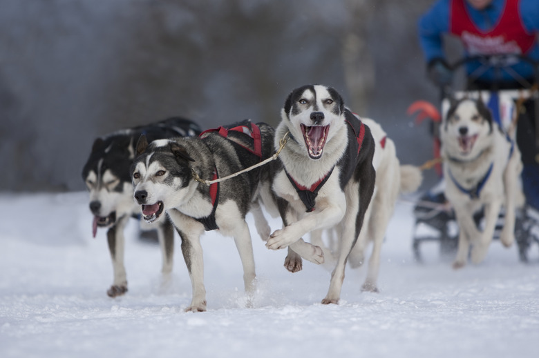 Dog sled race