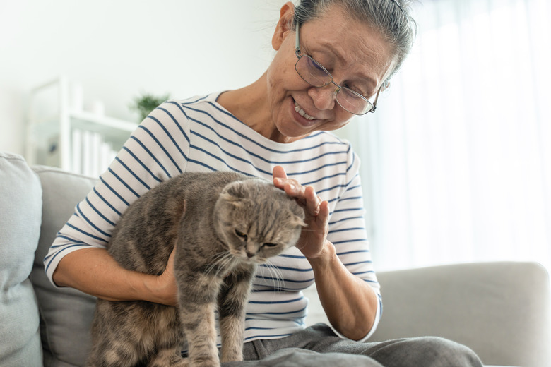 Asian senior woman stroking and play with domestic cat in living room. Attractive elderly mature grandmother sitting alone on sofa