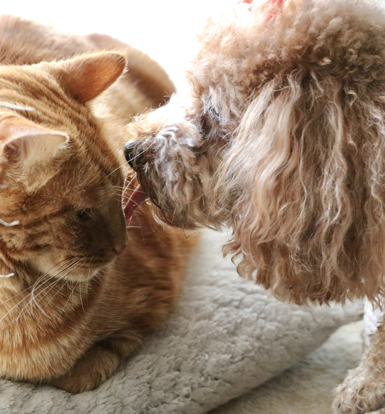 Two affectionate friends