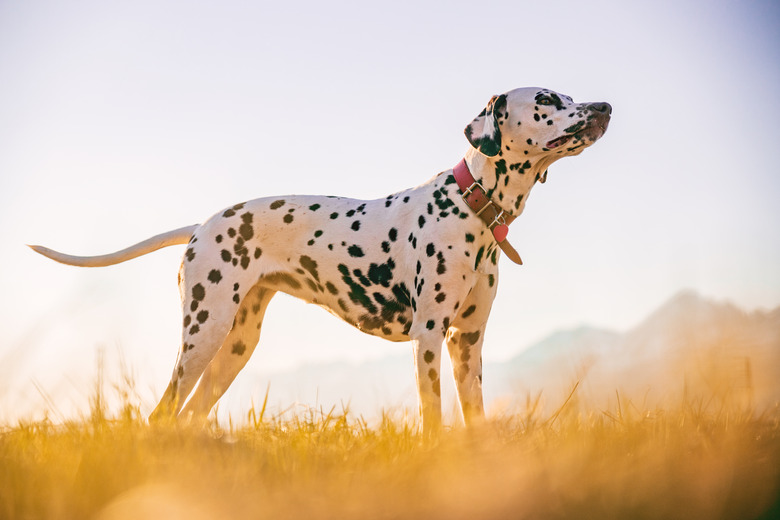 Low angle shot of a beautiful dalmatian dog walking and wandering around beautiful nature in sunset