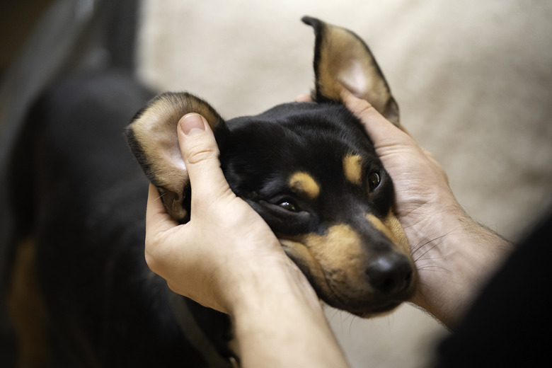 rubbing a dog's face and ears