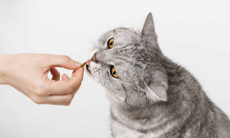 Woman giving pet food to cat