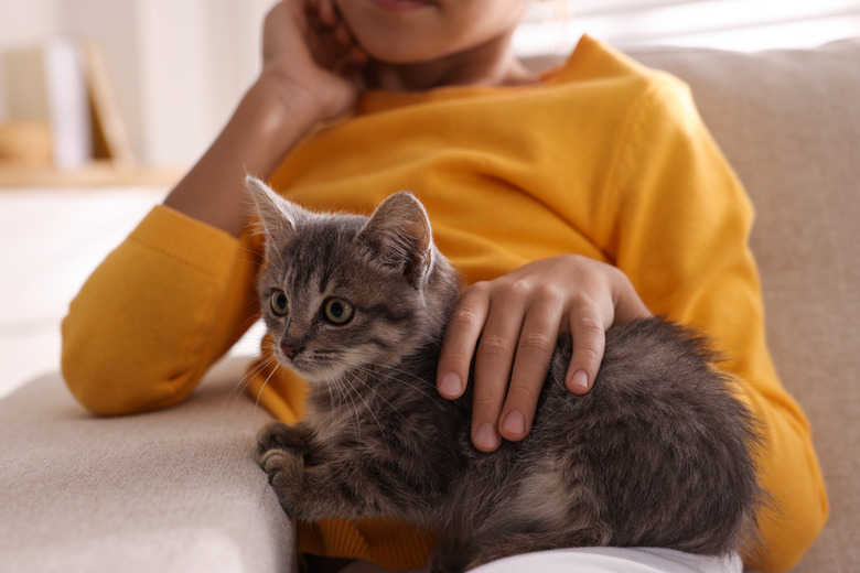 Cute little girl with kitten on sofa at home