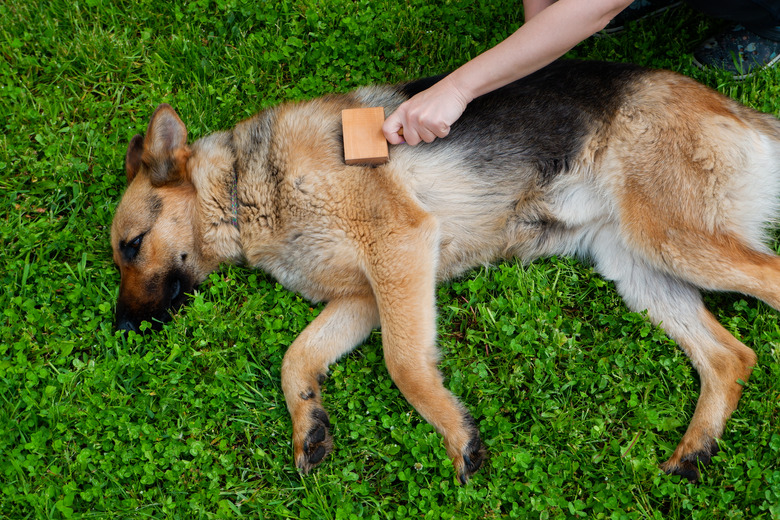 Dog grooming. The girl on the green grass is combing the fur of a German shepherd. A woman is caring for her German shepherd dog