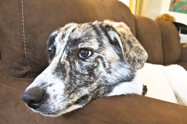 Close up of a white and black dog on a brown couch