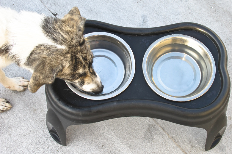 A white and black dog drinking from a water bowl