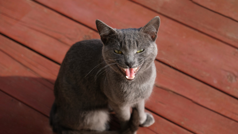 Close-up portrait of gray cat with yellow eyes. The cat is meowing