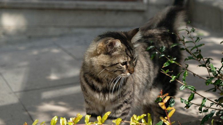 Gray tabby fluffy cat is walking on the street. Close-up muzzle of a tabby cat with yellow-green eyes