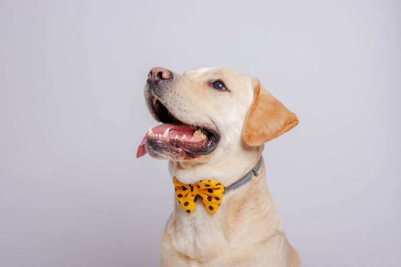 Labrador retriever dog . Studio shot.
