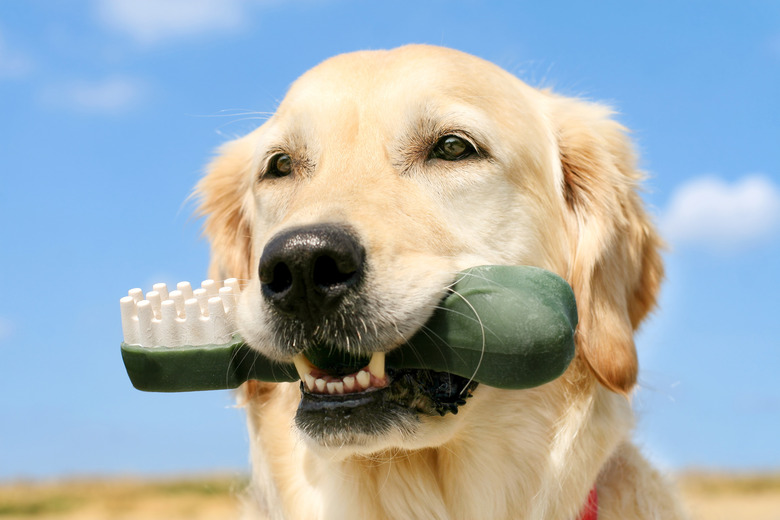 Golden Retriever with dog toothbrush