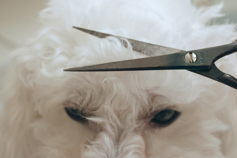 how-to-remove-brown-stains-around-dog-s-mouth-cuteness