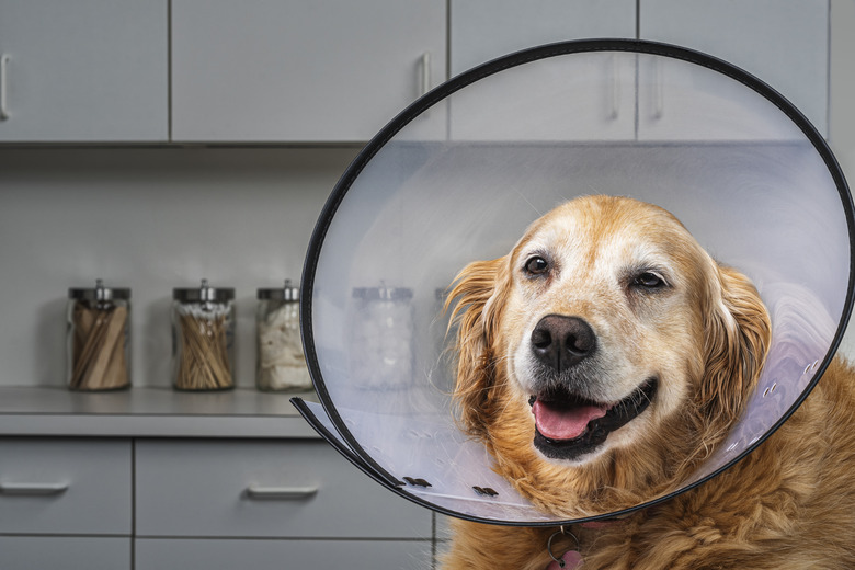Golden Retriever wearing E-Collar in Vet's office