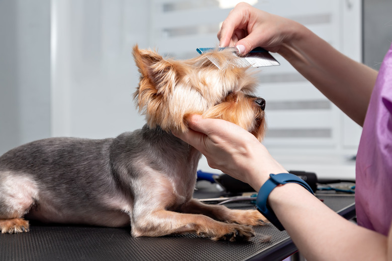 Yorkshire terrier grooming