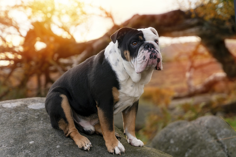 Black tri-color english british bulldog in blue harness running on the green grass on sunny warm spring day