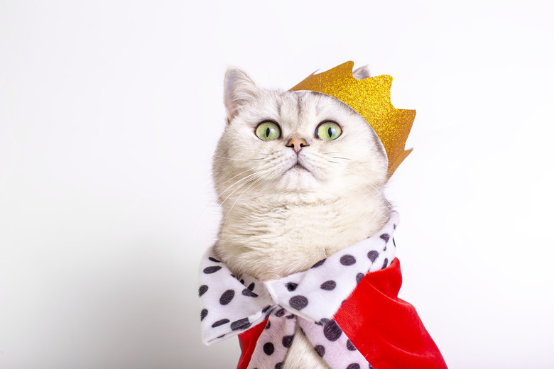 Cute white cat in a golden crown and red mantle