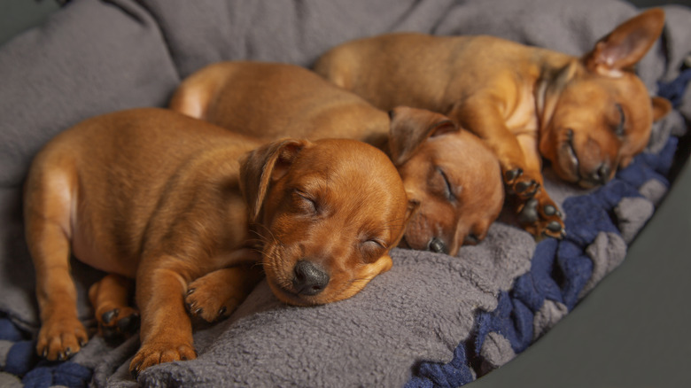 Three puppies are sleeping at home. Small