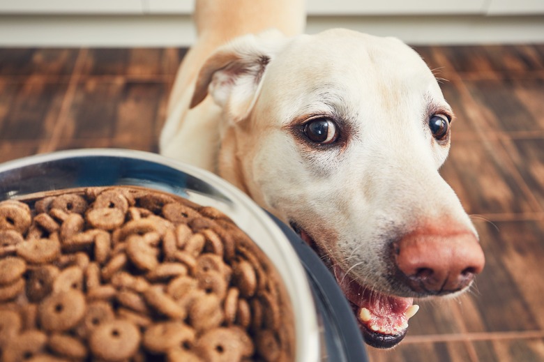 Calcium carbonate for dogs with kidney disease online