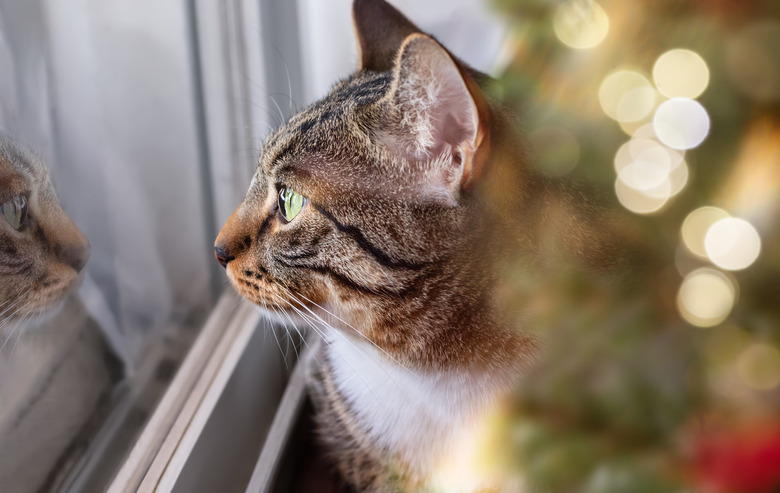 Curiosity tabby cat looks out the window at his reflection.