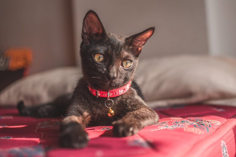 Closeup of a dark gray devon-rex breed cat with a pink collar