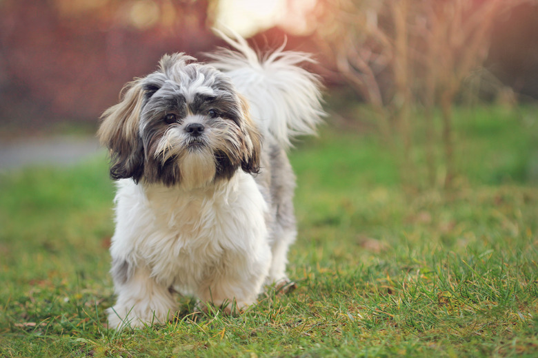 Shih Tzu outside in grass