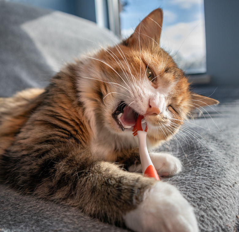 Close up cat chewing on toothbrush.