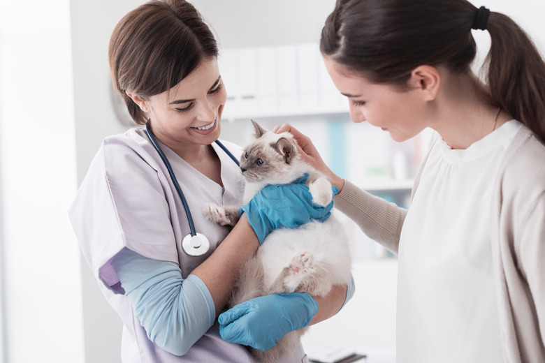Veterinarian