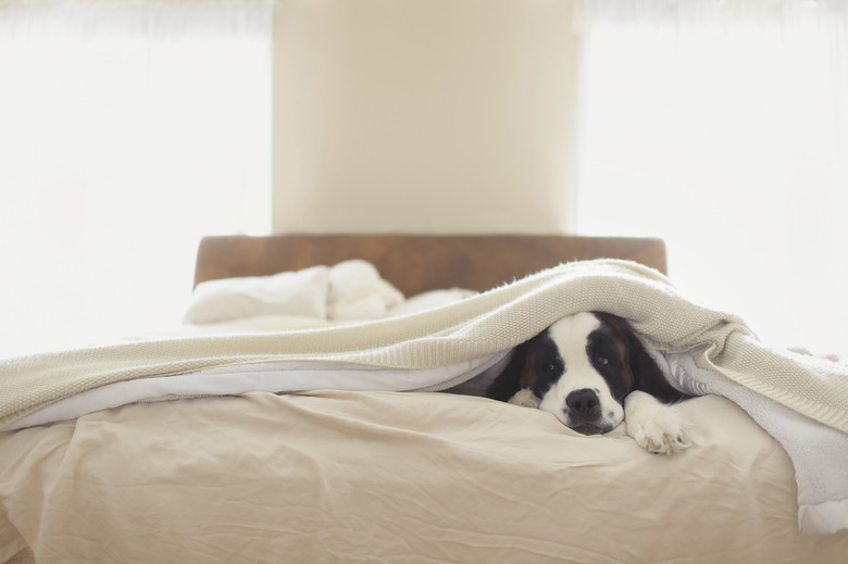 Saint Bernard lying on bed at home