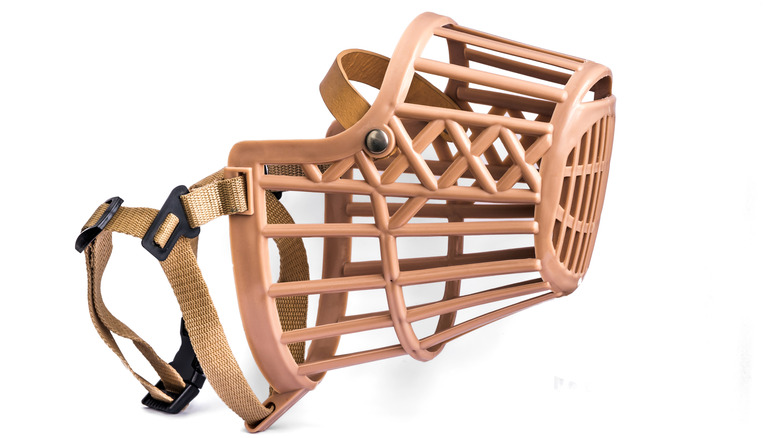 Dog muzzle on white background