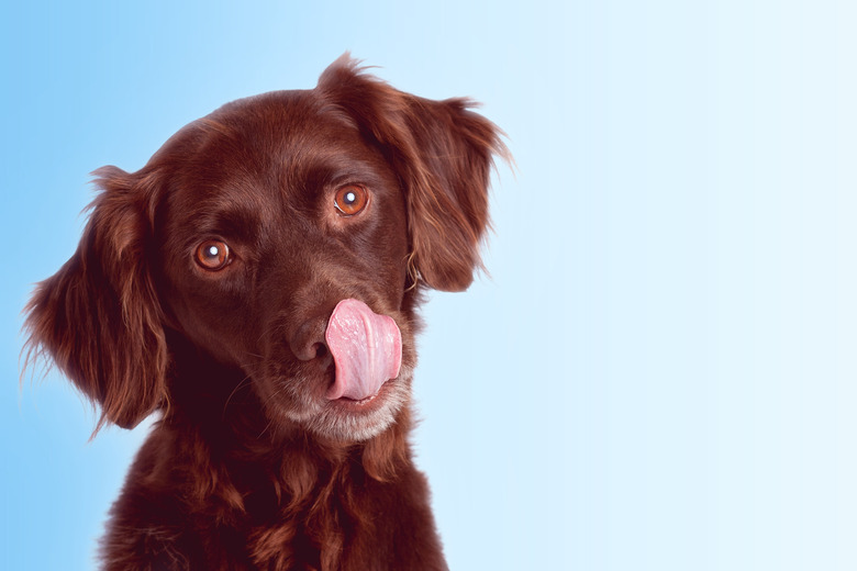 Hungry dog begging for a treat - Copy space