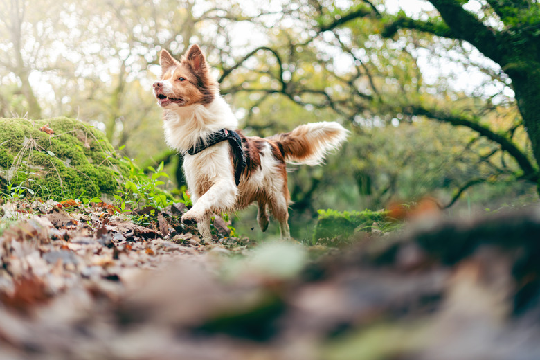 Border collie dog running in the middle of the forest