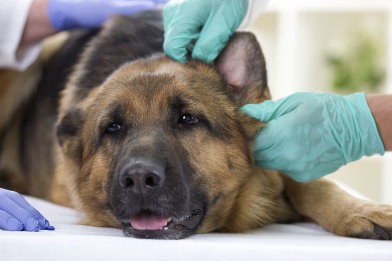 Can Dogs Get Concussions? Signs, Symptoms, And Treatment For Head