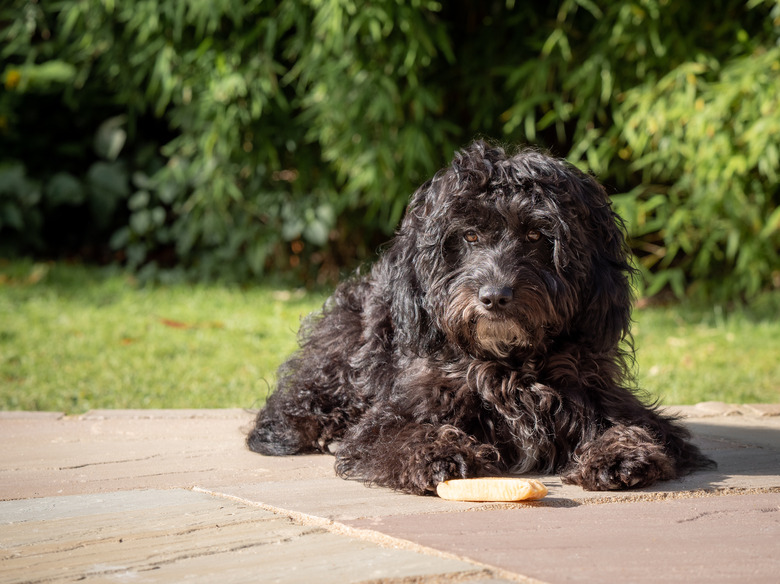 A black cockapoo puppy lying down in a garden on a sunny morning