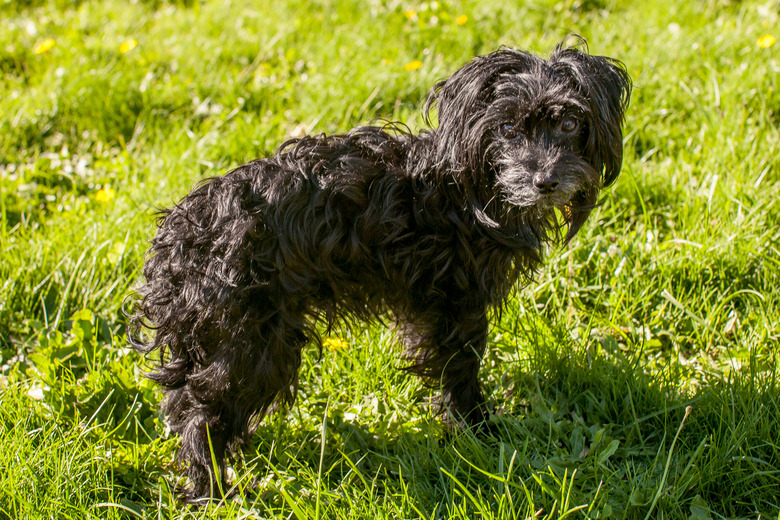 Small black dog outside on grass