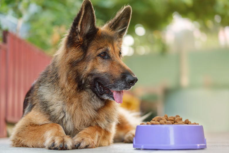 German Shepherd dog lying next to a bowl with kibble dog food