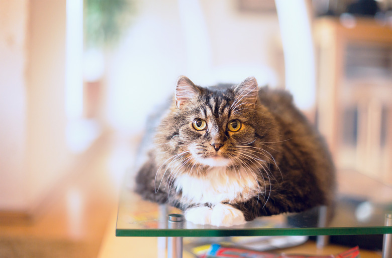 cat lie and look at camera over home background