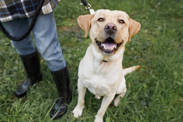 Satisfied and joyful muzzle of a Labrador on a walk with his owner